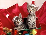 Immagini Natale